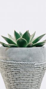 plant5-free-img