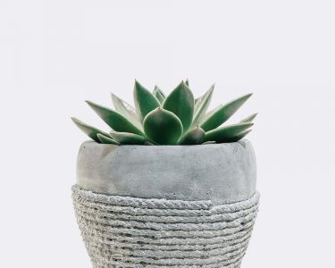 plant5-free-img
