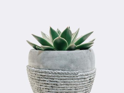 plant5-free-img