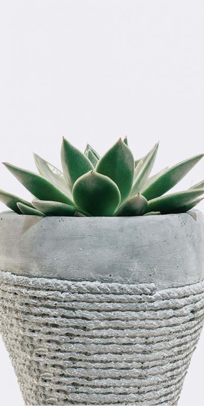 plant5-free-img