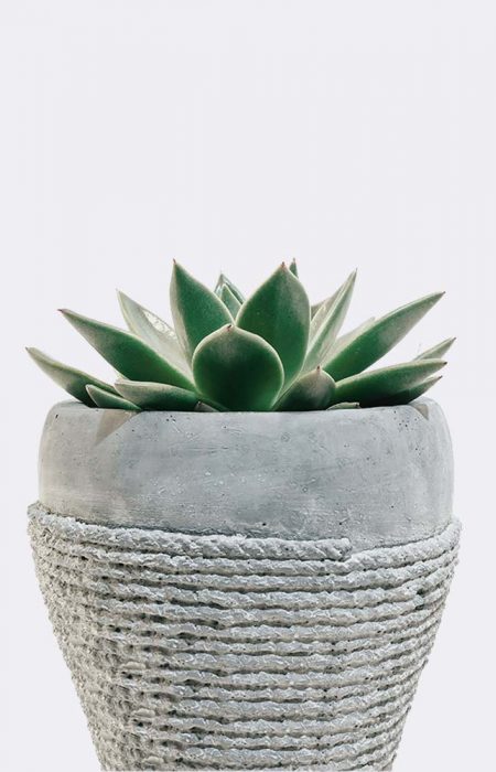 plant5-free-img
