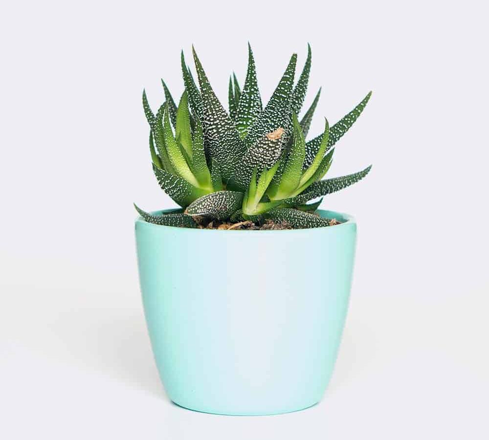 plant6-free-img