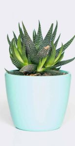plant6-free-img