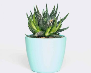 plant6-free-img