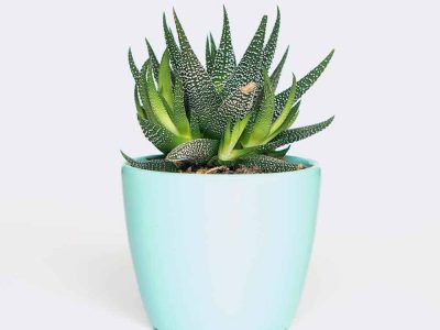 plant6-free-img