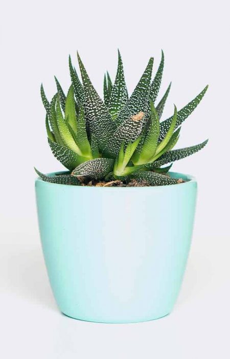 plant6-free-img